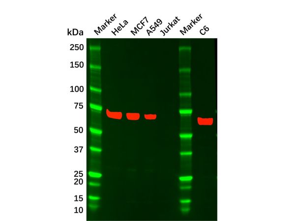 YAP1 Mouse mAb,YAP1 Mouse mAb