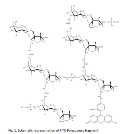 FITC-聚蔗糖,FITC-polysucrose