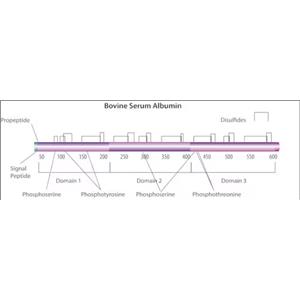 牛血清白蛋白，组分 V,Bovine serum albumin,Fraction V