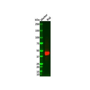 aladdin 阿拉丁 Ab006721 CD23 Mouse mAb mAb (C4); Mouse anti Human CD23 Antibody; WB, IHC; Unconjugated