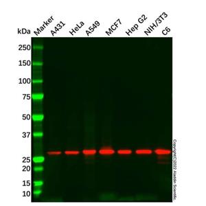 aladdin 阿拉丁 Ab086611 14-3-3 sigma/SFN Antibody pAb; Rabbit anti Human 14-3-3 sigma/SFN Antibody; WB; Unconjugated
