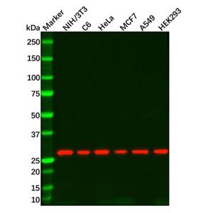 aladdin 阿拉丁 Ab086624 Recombinant 14-3-3 theta Antibody Recombinant (R07-8G4); Rabbit anti Human 14-3-3 theta Antibody; WB; Unconjugated