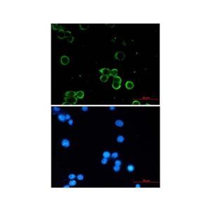 Recombinant Adenosine A1 Receptor Antibody,Recombinant Adenosine A1 Receptor Antibody