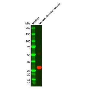 aladdin 阿拉丁 Ab087545 Adiponectin Mouse mAb mAb (H2); Mouse anti Human Adiponectin Antibody; WB, IHC; Unconjugated