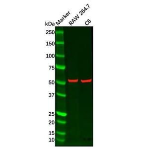aladdin 阿拉丁 Ab087574 Recombinant Adipose Triglyceride Lipase Antibody Recombinant (R06-9B2); Rabbit anti Human Adipose Triglyceride Lipase Antibody; WB, IHC; Unconjugated