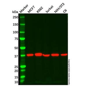 AIBZIP Mouse mAb,AIBZIP Mouse mAb