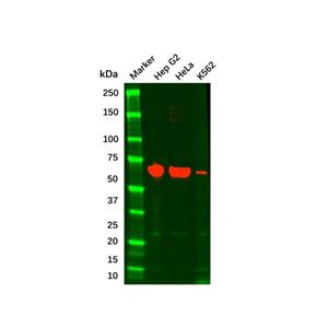 aladdin 阿拉丁 Ab087998 Albumin Mouse mAb mAb (1F5H7); Mouse anti Human Albumin Antibody; WB, IHC, ICC, IF, Flow, ELISA; Unconjugated