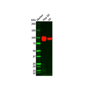 ATP1A1 Mouse mAb,ATP1A1 Mouse mAb