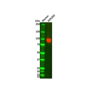 ATP1A1 Mouse mAb,ATP1A1 Mouse mAb