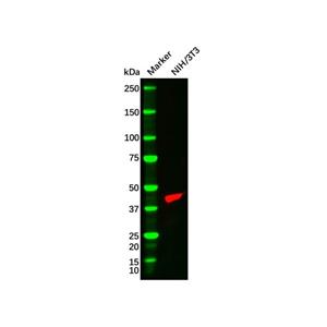 alpha-Smooth Muscle Actin Mouse mAb,alpha-Smooth Muscle Actin Mouse mAb