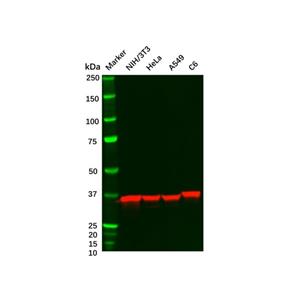 Recombinant ANXA2 Antibody,Recombinant ANXA2 Antibody