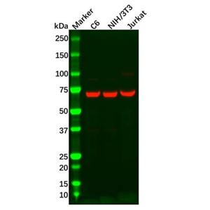 aladdin 阿拉丁 Ab089000 Recombinant Annexin-6/ANXA6 Antibody Recombinant (R03-6H4); Rabbit anti Human Annexin-6/ANXA6 Antibody; WB, IHC, ICC, IF; Unconjugated