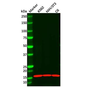 Recombinant Anterior Gradient 2 Antibody,Recombinant Anterior Gradient 2 Antibody