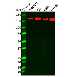 aladdin 阿拉丁 Ab089133 Recombinant APC Antibody Recombinant (R06-2E4); Rabbit anti Human APC Antibody; WB, IF, ICC; Unconjugated