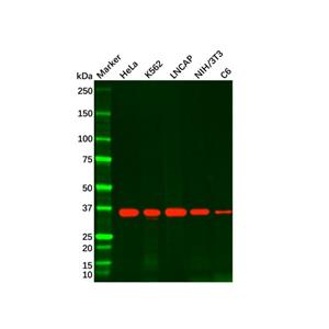 APE1 Mouse mAb,APE1 Mouse mAb