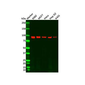 Recombinant Argonaute-2 Antibody,Recombinant Argonaute-2 Antibody