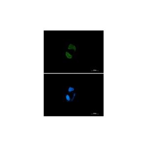 Recombinant Argonaute-2 Antibody,Recombinant Argonaute-2 Antibody