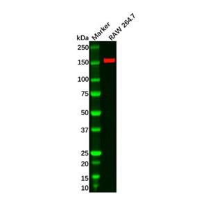 ASK1 Antibody,ASK1 Antibody