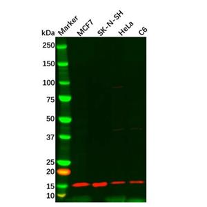 aladdin 阿拉丁 Ab090147 ATP6J/ATP6V1G1 Antibody pAb; Rabbit anti Human ATP6V1G1 Antibody; WB; Unconjugated