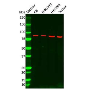 Recombinant Axin 2 Antibody,Recombinant Axin 2 Antibody