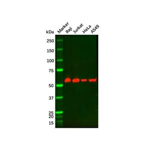 aladdin 阿拉丁 Ab090922 BECN1 Mouse mAb mAb (2A4); Mouse anti Human BECN1 antibody; WB, IHC, Flow, ELISA; Unconjugated