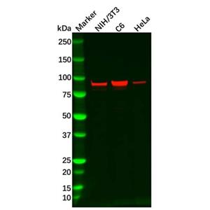 aladdin 阿拉丁 Ab091079 Recombinant beta Catenin Antibody Recombinant (R07-9D5); Rabbit anti Human beta Catenin Antibody; WB, ICC, IF; Unconjugated