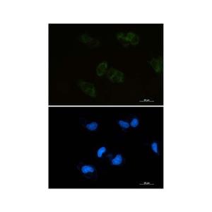 Recombinant BMP4 Antibody,Recombinant BMP4 Antibody