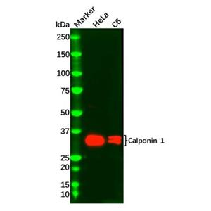 Calponin 1 Antibody,Calponin 1 Antibody