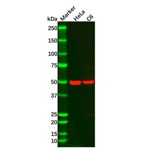 aladdin 阿拉丁 Ab092646 Recombinant CaMKII alpha Antibody Recombinant (R09-9E5); Rabbit anti Human CaMKII alpha Antibody; WB; Unconjugated