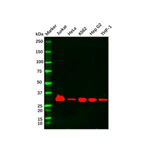 Recombinant Caspase3 Antibody,Recombinant Caspase3 Antibody