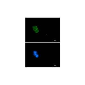 Recombinant Caspase3 Antibody,Recombinant Caspase3 Antibody