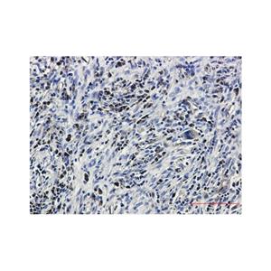 Recombinant Caspase3 Antibody,Recombinant Caspase3 Antibody