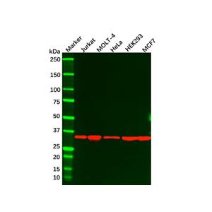 aladdin 阿拉丁 Ab093049 Caspase-7 Mouse mAb mAb (4D10B2); Mouse anti Human Caspase-7 Antibody; WB, IHC, Flow, ELISA; Unconjugated