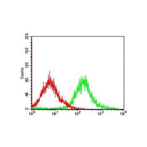 Caspase-7 Mouse mAb,Caspase-7 Mouse mAb