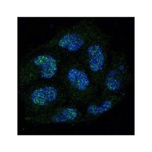 Recombinant Caspase-8 Antibody,Recombinant Caspase-8 Antibody