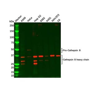 Cathepsin B Mouse mAb,Cathepsin B Mouse mAb