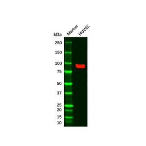 aladdin 阿拉丁 Ab093671 CD105 Mouse mAb mAb (3A9); Mouse anti Human CD105 Antibody; WB, IHC, Flow, ELISA, ICC, IF; Unconjugated