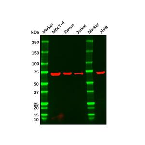 aladdin 阿拉丁 Ab094818 CD42b Mouse mAb mAb (6H6H10); Mouse anti Human CD42b Antibody; WB, Flow, ELISA; Unconjugated
