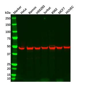 aladdin 阿拉丁 Ab095626 Recombinant Cdc37 Antibody Recombinant (R06-8F1); Rabbit anti Human Cdc37 Antibody; WB, IHC Unconjugated