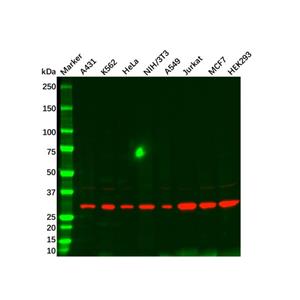 CDK5 Mouse mAb,CDK5 Mouse mAb