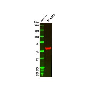 Chk1 Mouse mAb,Chk1 Mouse mAb