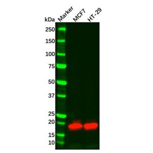aladdin 阿拉丁 Ab096713 Recombinant Claudin 3 Antibody Recombinant (R08-4F8); Rabbit anti Human Claudin 3 Antibody; WB; Unconjugated