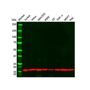 aladdin 阿拉丁 Ab097414 COX IV Mouse mAb mAb (4D11-B3-E8); Mouse anti Human COX IV Antibody; WB, IHC, ICC, IF, Flow, IP; Unconjugated