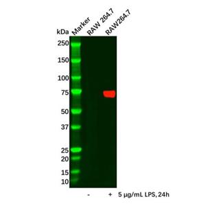 COX2 Antibody,COX2 Antibody