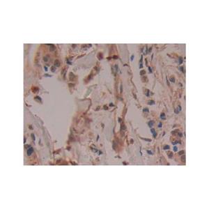 COX2 Antibody,COX2 Antibody