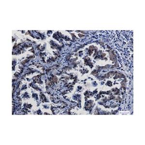 Recombinant CREB Antibody,Recombinant CREB Antibody