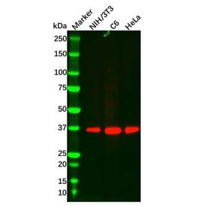aladdin 阿拉丁 Ab097773 Recombinant CrkL Antibody Recombinant (R02-3D8); Rabbit anti Human CrkL Antibody; WB, IF, ICC; Unconjugated