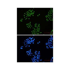 Recombinant CTBP2 Antibody,Recombinant CTBP2 Antibody