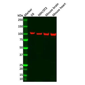 aladdin 阿拉丁 Ab098114 Recombinant CTNNA3 Antibody Recombinant (R09-4Y5); Rabbit anti Human CTNNA3 Antibody; WB; Unconjugated