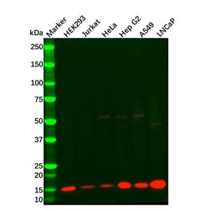 aladdin 阿拉丁 Ab098695 Cytochrome C Mouse mAb mAb (C2); Mouse anti Human Cytochrome C Antibody; WB, IHC, ICC, IF; Unconjugated